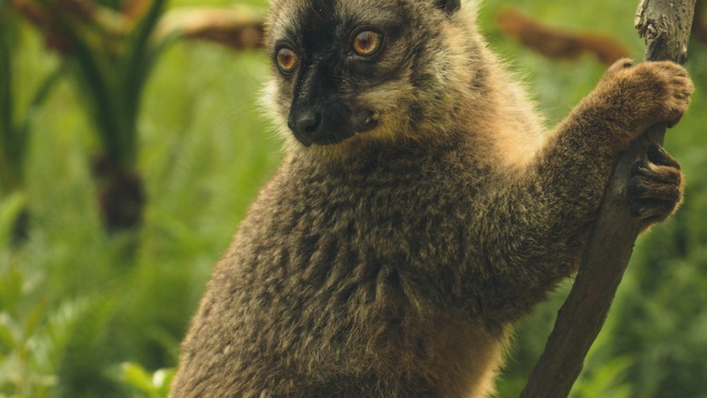 May Yellow Fever ba sa Madagascar
