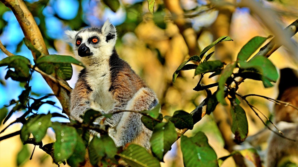Ano ang mga Anyong Lupa sa Madagascar